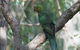 Inside The Greater Blue Mountains World Heritage - A Private Wildlife Safari Overnight - thumb 31