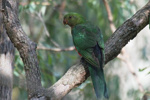 Inside The Greater Blue Mountains World Heritage - A Private Wildlife Safari Overnight - Accommodation Rockhampton 31