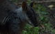 Inside The Greater Blue Mountains World Heritage - A Private Wildlife Safari Overnight - thumb 13