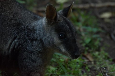 Inside The Greater Blue Mountains World Heritage - A Private Wildlife Safari Overnight - Accommodation Rockhampton 13