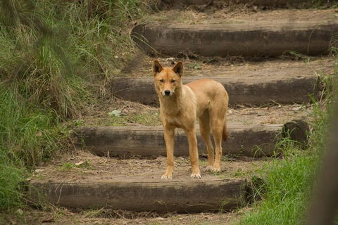 Inside The Greater Blue Mountains World Heritage - A Private Wildlife Safari Overnight - Accommodation Rockhampton 23