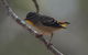 Inside The Greater Blue Mountains World Heritage - A Private Wildlife Safari Overnight - thumb 40