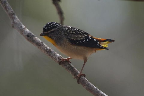 Inside The Greater Blue Mountains World Heritage - A Private Wildlife Safari Overnight - Accommodation Rockhampton 40