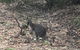 Inside The Greater Blue Mountains World Heritage - A Private Wildlife Safari Overnight - thumb 46
