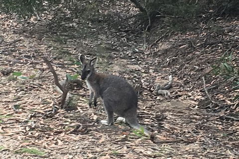 Inside The Greater Blue Mountains World Heritage - A Private Wildlife Safari Overnight - Accommodation Rockhampton 46