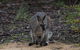 Inside The Greater Blue Mountains World Heritage - A Private Wildlife Safari Overnight - thumb 29