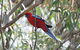 Inside The Greater Blue Mountains World Heritage - A Private Wildlife Safari Overnight - thumb 36