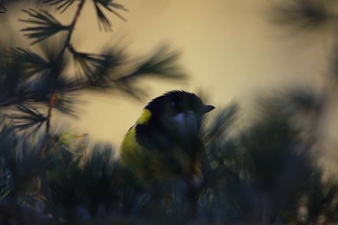 Inside The Greater Blue Mountains World Heritage - A Private Wildlife Safari Overnight - Accommodation Rockhampton 7