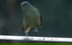 Inside The Greater Blue Mountains World Heritage - A Private Wildlife Safari Overnight - thumb 37