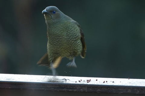 Inside The Greater Blue Mountains World Heritage - A Private Wildlife Safari Overnight - Accommodation Rockhampton 37
