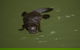 Inside The Greater Blue Mountains World Heritage - A Private Wildlife Safari Overnight - thumb 15