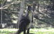 Inside The Greater Blue Mountains World Heritage - A Private Wildlife Safari Overnight - thumb 16