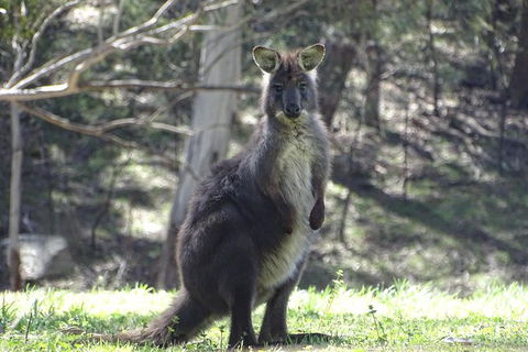 Inside The Greater Blue Mountains World Heritage - A Private Wildlife Safari Overnight - Accommodation Rockhampton 16
