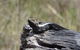 Inside The Greater Blue Mountains World Heritage - A Private Wildlife Safari Overnight - thumb 26