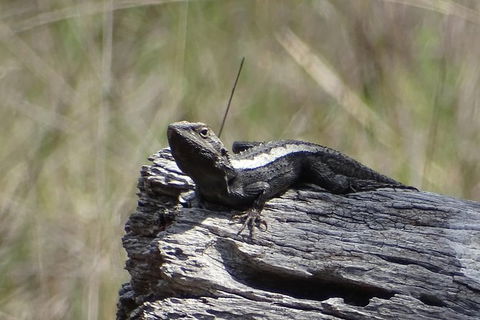 Inside The Greater Blue Mountains World Heritage - A Private Wildlife Safari Overnight - Accommodation Rockhampton 26