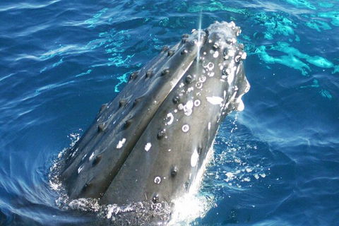 Whale Watching Jervis Bay - Accommodation Rockhampton 3