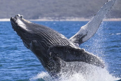 Whale Watching Jervis Bay - Accommodation Rockhampton 2