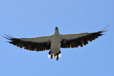 Tweed River And Rainforest Eco Cruise - Accommodation Rockhampton 7