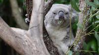 Blue Mountains And Featherdale Wildlife Park Day Tour - Accommodation Rockhampton 1