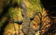 Minyon Falls Rainforest Walk - thumb 4