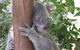 Private Guided Tour From Sydney To Blue Mountains National Park - thumb 1