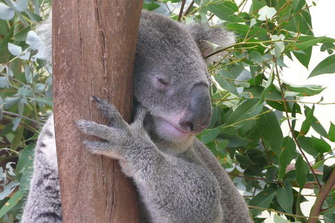 Private Guided Tour From Sydney To Blue Mountains National Park - Accommodation Rockhampton 1