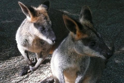 Private Guided Tour From Sydney To Blue Mountains National Park - Accommodation Rockhampton 9