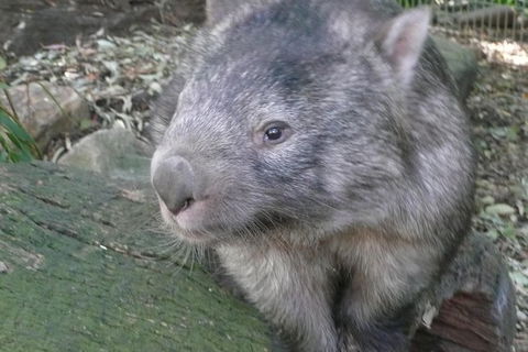 Private Guided Tour From Sydney To Blue Mountains National Park - Accommodation Rockhampton 8