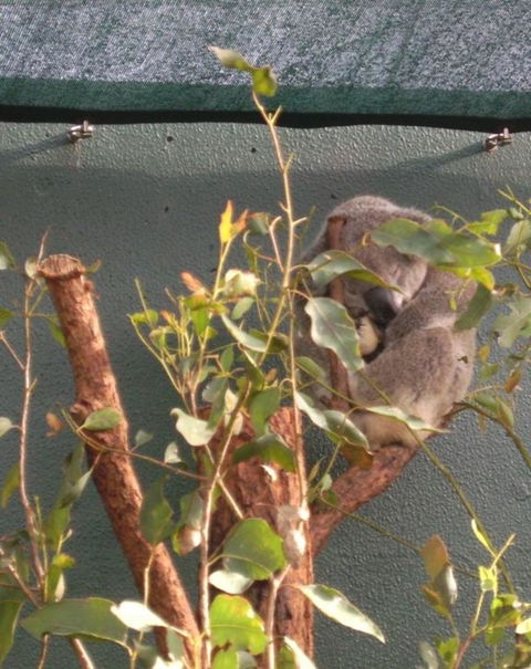 WILD LIFE Sydney Entrance Ticket - Accommodation Rockhampton 15