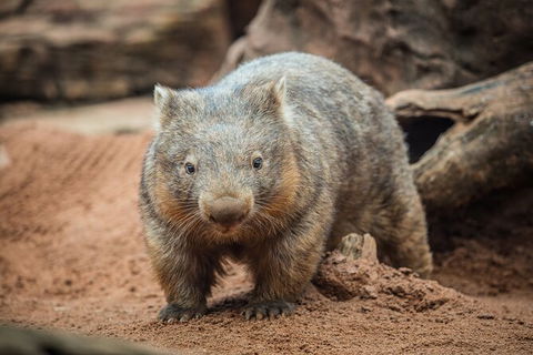 WILD LIFE Sydney Entrance Ticket - Accommodation Rockhampton 20