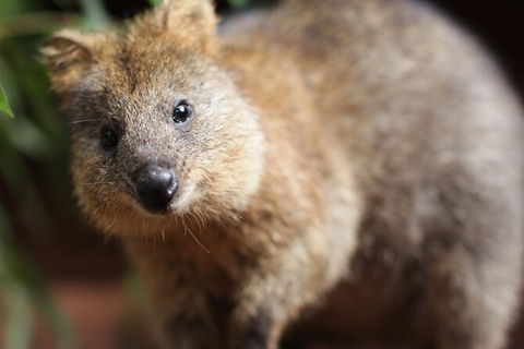 WILD LIFE Sydney Entrance Ticket - Accommodation Rockhampton 23