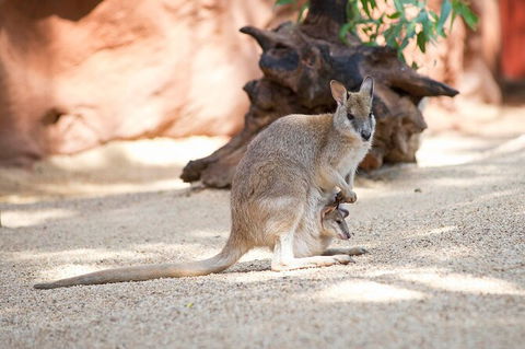 WILD LIFE Sydney Entrance Ticket - Accommodation Rockhampton 21