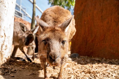 WILD LIFE Sydney Entrance Ticket - Accommodation Rockhampton 24