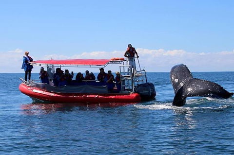 Byron Bay Whale Watching Cruise - Accommodation Rockhampton 0