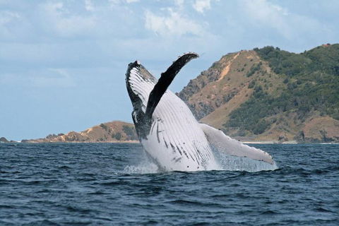 Byron Bay Whale Watching Cruise - Accommodation Rockhampton 1