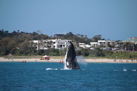 Byron Bay Whale Watching Cruise - Accommodation Rockhampton 11