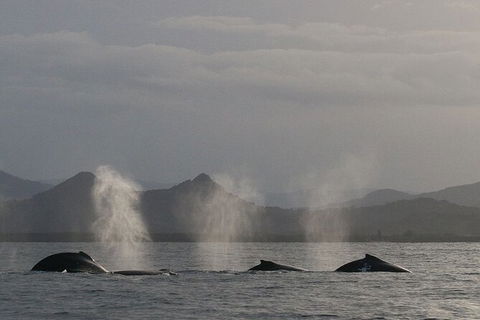 Byron Bay Whale Watching Cruise - Accommodation Rockhampton 6