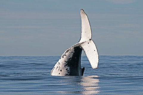 Byron Bay Whale Watching Cruise - Accommodation Rockhampton 3