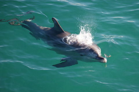 Jervis Bay Dolphin Watch Cruise - Accommodation Rockhampton 1