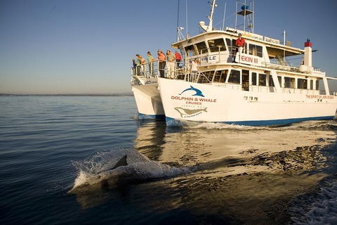 Jervis Bay Dolphin Watch Cruise - Accommodation Rockhampton 0