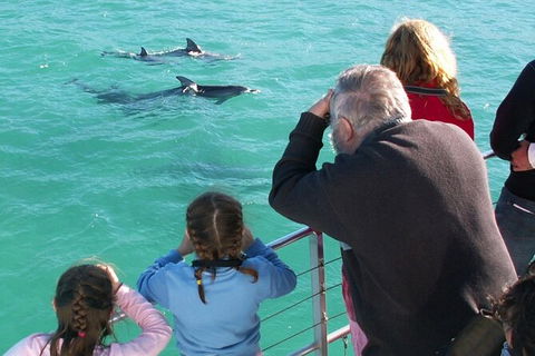 Jervis Bay Dolphin Watch Cruise - Accommodation Rockhampton 4