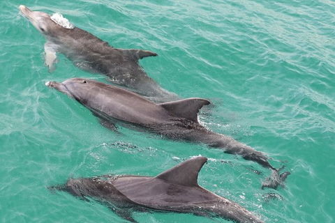 Jervis Bay Dolphin Watch Cruise - Accommodation Rockhampton 7