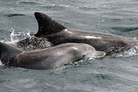 Jervis Bay Dolphin Watch Cruise - Accommodation Rockhampton 5
