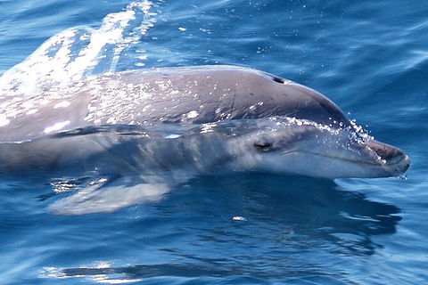 Jervis Bay Dolphin Watch Cruise - Accommodation Rockhampton 3