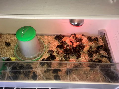 Meet The Animals - Accommodation Rockhampton 2