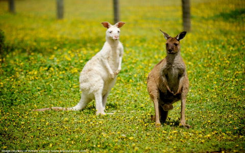 Bordertown Wildlife Park - Accommodation Rockhampton 0