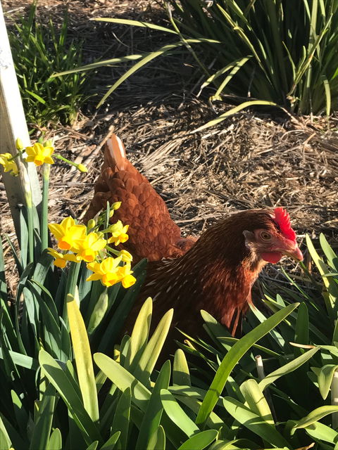 Lessismore Farm Afternoon Farmer - Accommodation Rockhampton 2