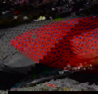 Maori Wrasse Bommie Dive Site - Accommodation Rockhampton