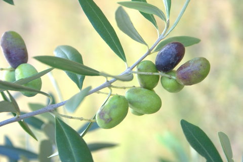 Olives Of Beaulieu - Accommodation Rockhampton 2