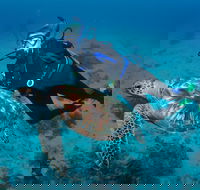 Second Reef Dive Site - Accommodation Rockhampton